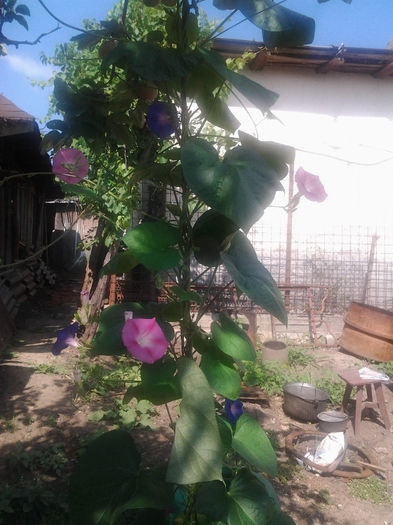 20130718_100117 - andrutei cu tot dragul