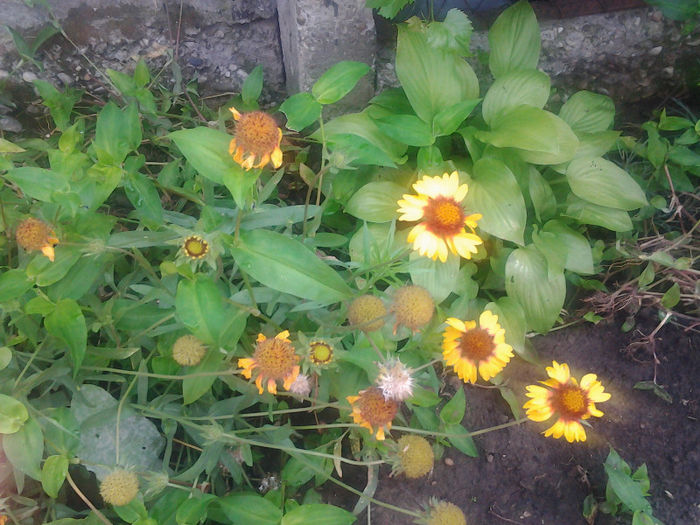 20130718_100416 - andrutei cu tot dragul