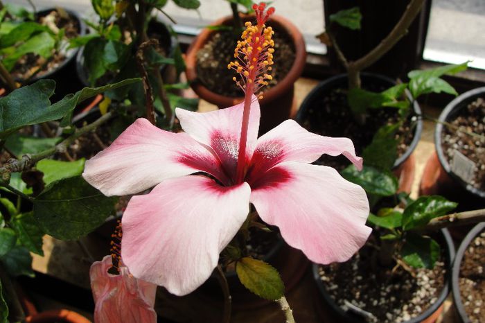 hibiscus Natal
