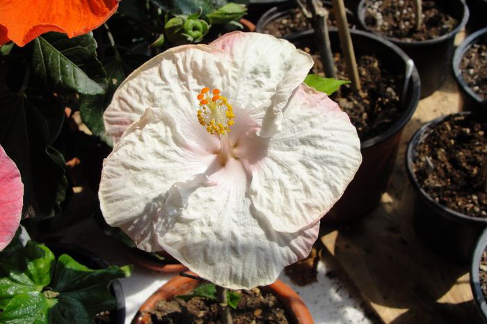hibiscus Soft Shoulders