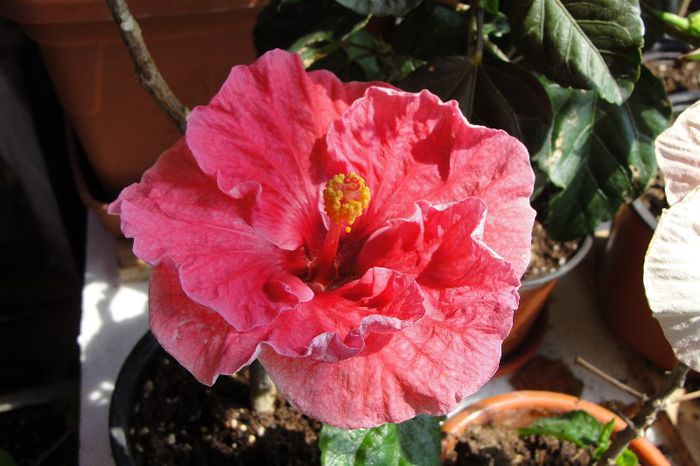 hibiscus Prissy Dragon