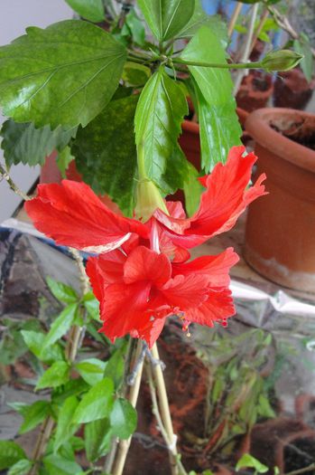 hibiscus El Capitolio