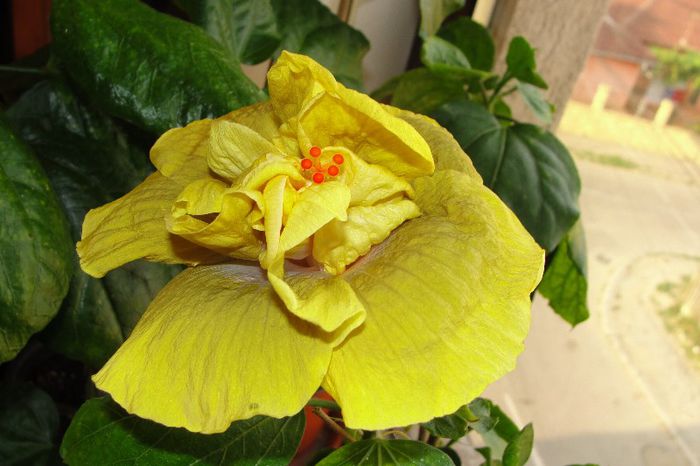  - Hibiscus Gommer 1