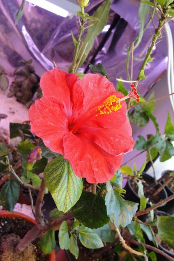 hibiscus Helene