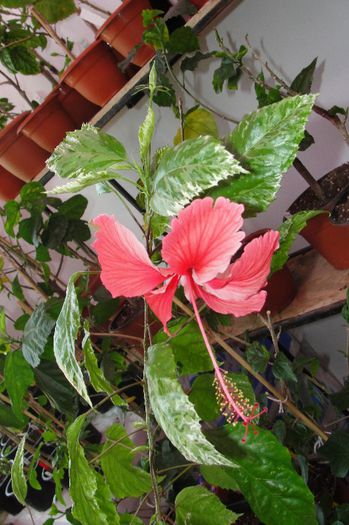 hibiscus Cooperi