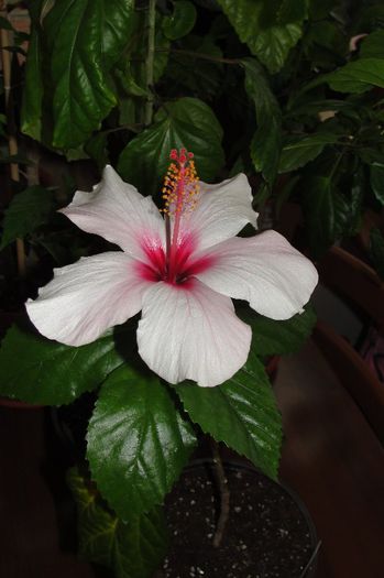 hibiscus Natal