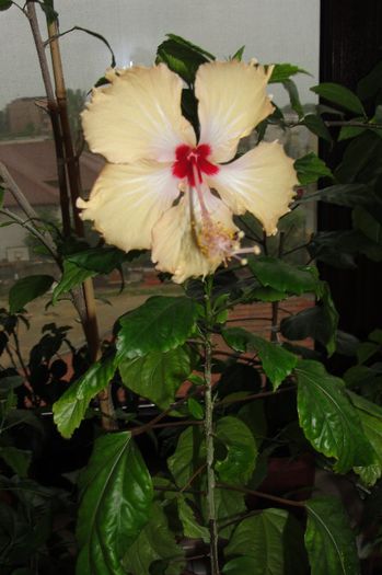 hibiscus Sri Lanka