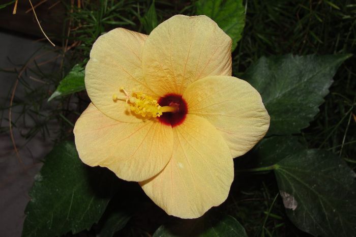 hibiscus Cairo Apricot