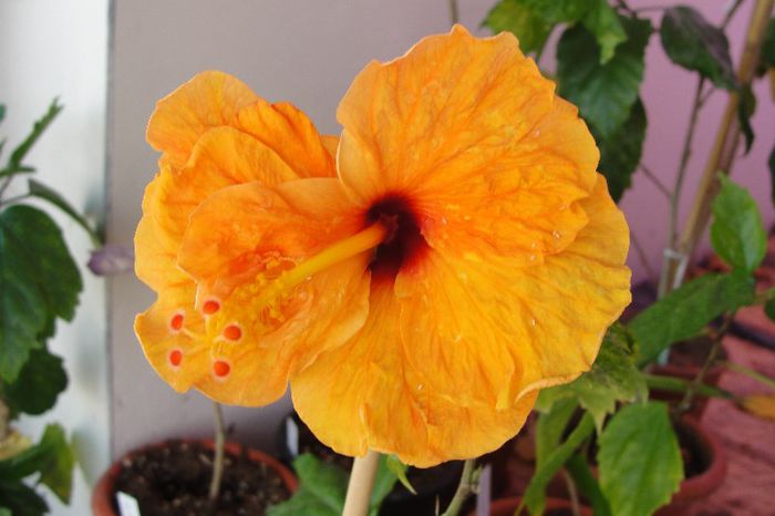 hibiscus Corai