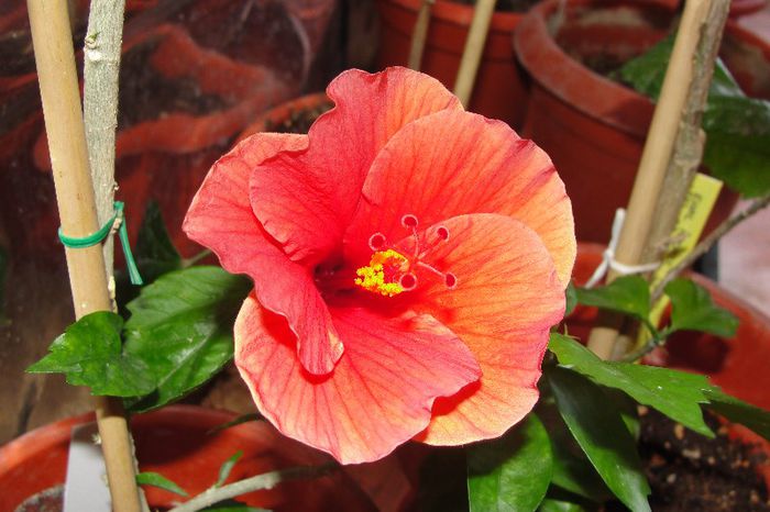 hibiscus Brilliance