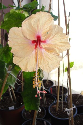 hibiscus Antilles Saumon