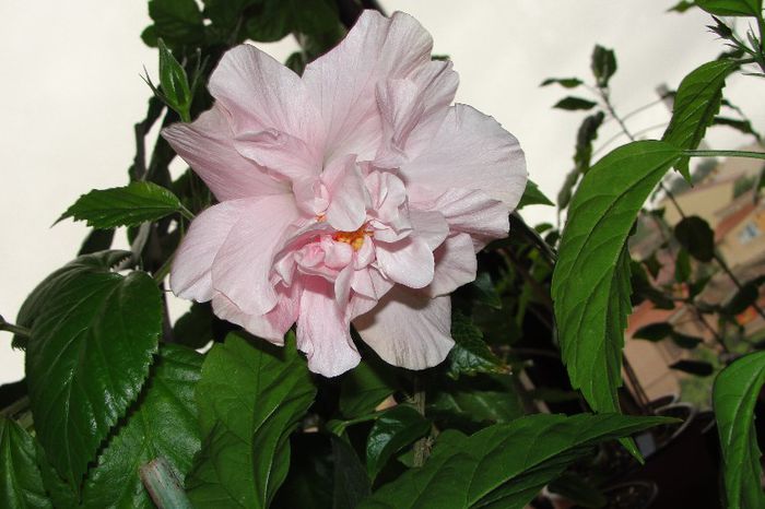 hibiscus Enid Lewis