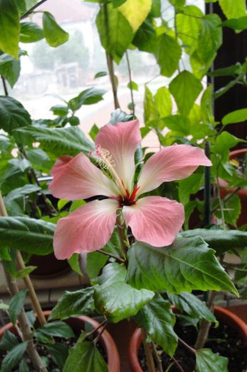 hibiscus Storckii