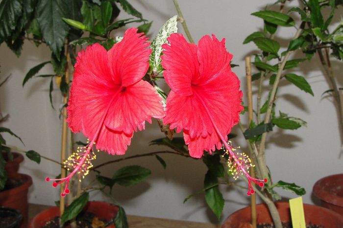 hibiscus Surinam