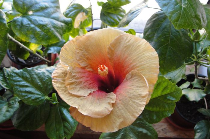 DSC02619 - Hibiscus Gommer 1