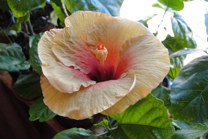  - Hibiscus Gommer 1
