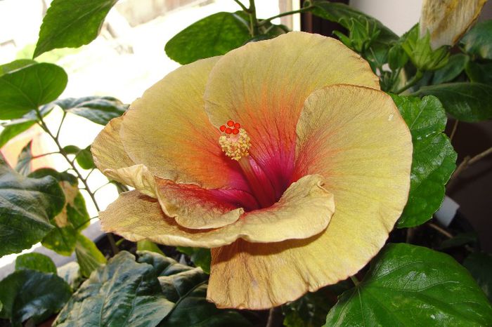  - Hibiscus Gommer 1