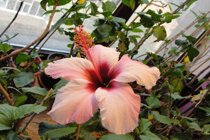 hibiscus Natal