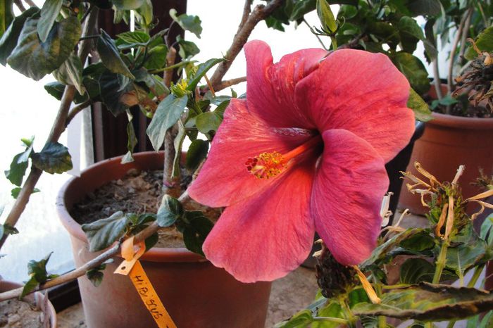 hibiscus Black Beauty