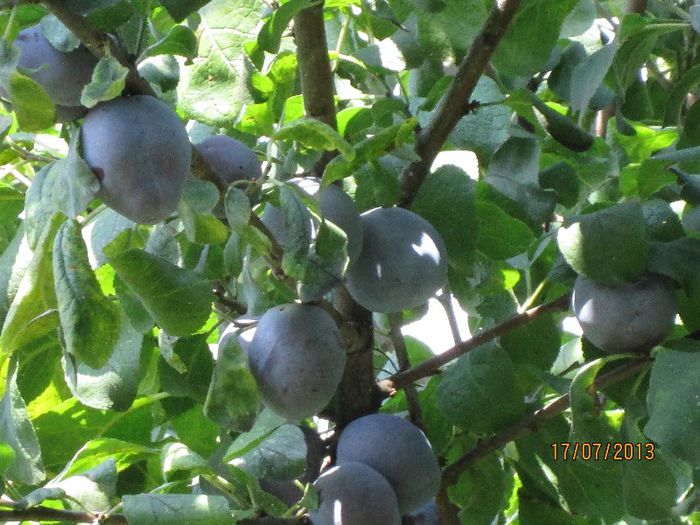 prune