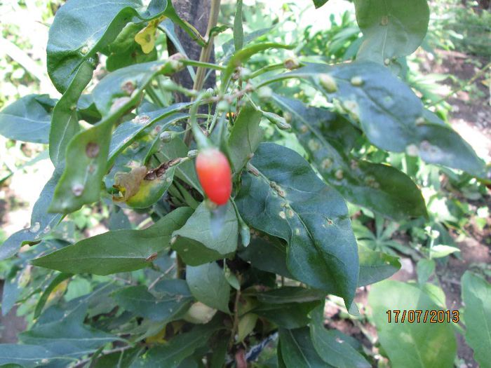goji