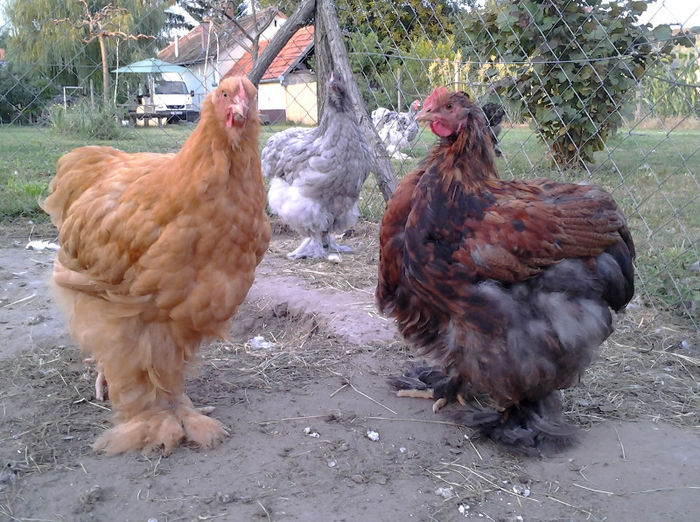 2013-07-17 20.00.30 - pui 2013