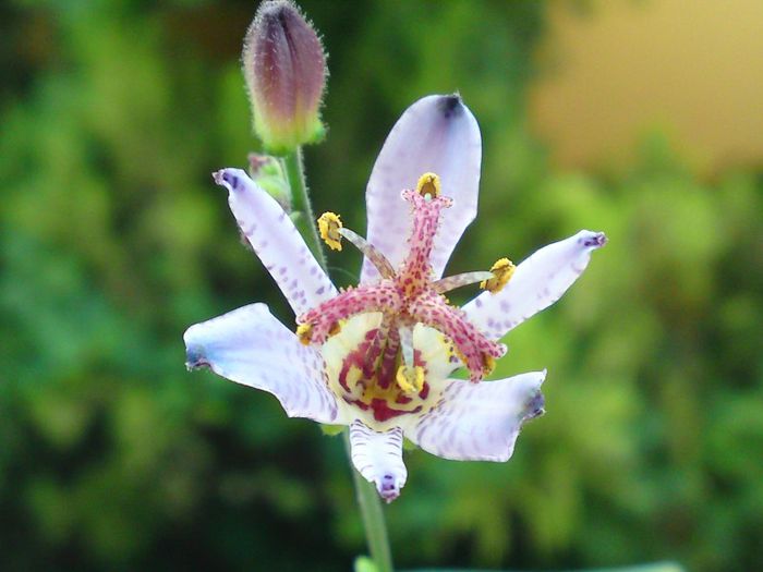 Tricyrtis Blue Wonder