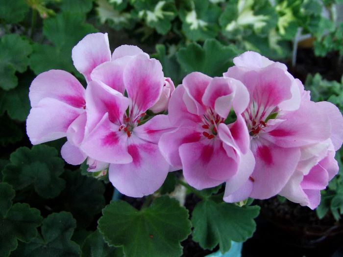 americana light pink splash 2