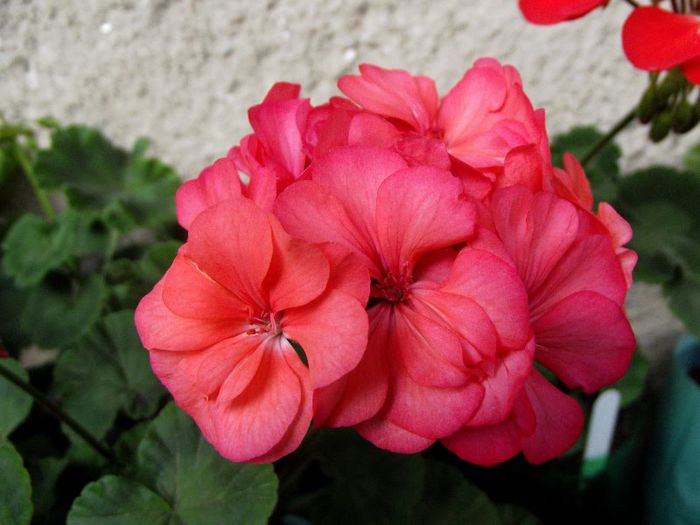 coral pink dublu 7
