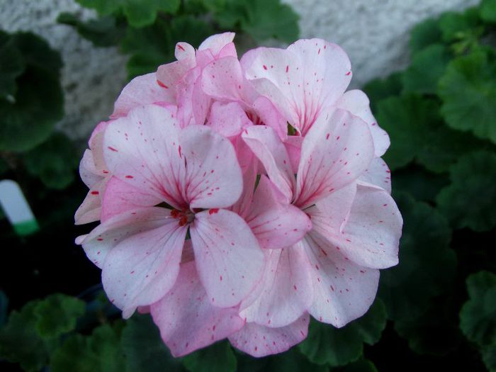 raspberry ripple 1