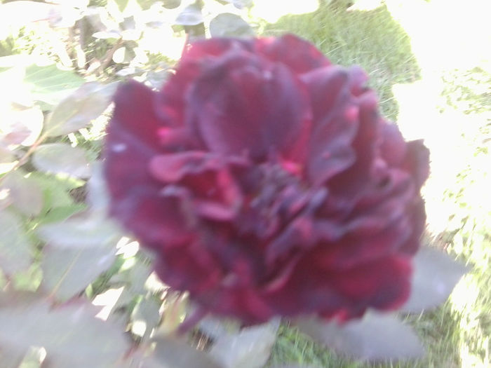 Fotografie4510 - roze 2013