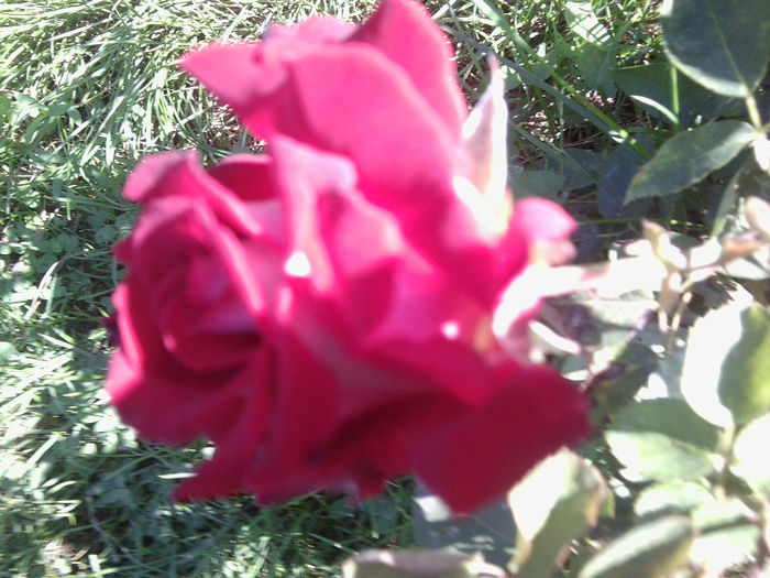 Fotografie4513 - roze 2013
