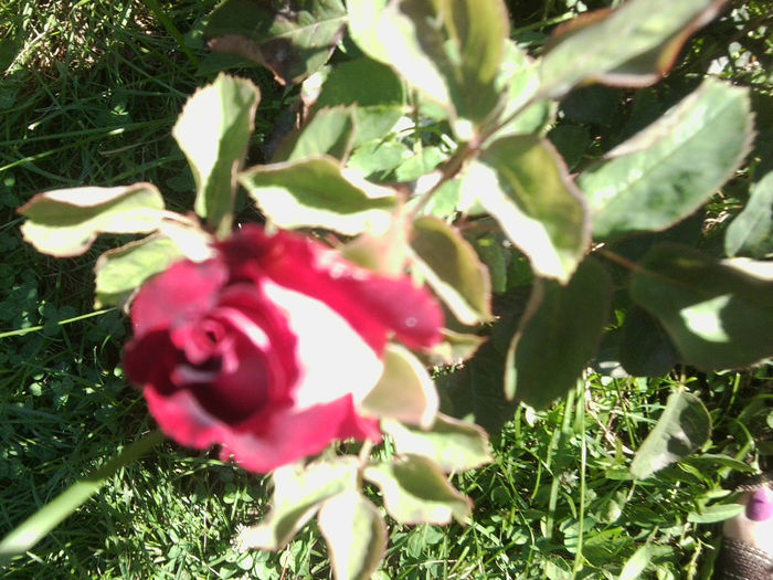 Fotografie4514 - roze 2013