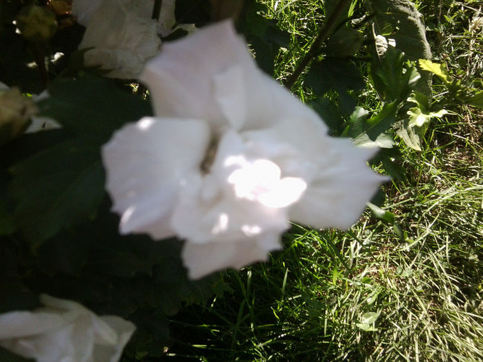 Fotografie4519 - roze 2013