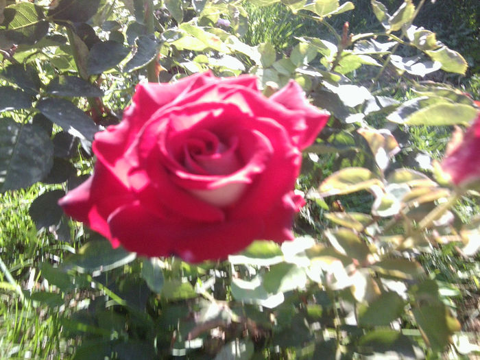 Fotografie4520 - roze 2013