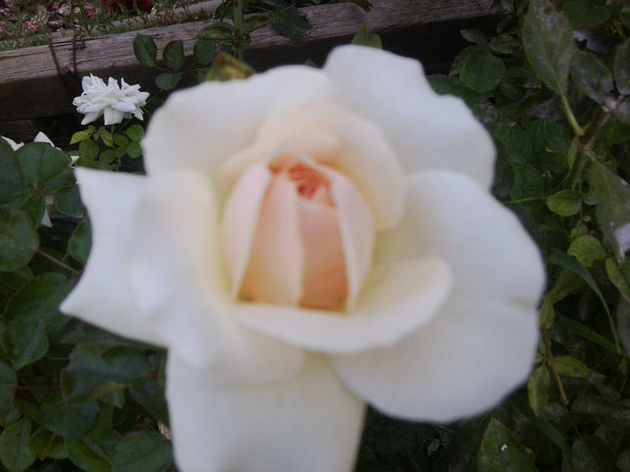 Fotografie4521 - roze 2013
