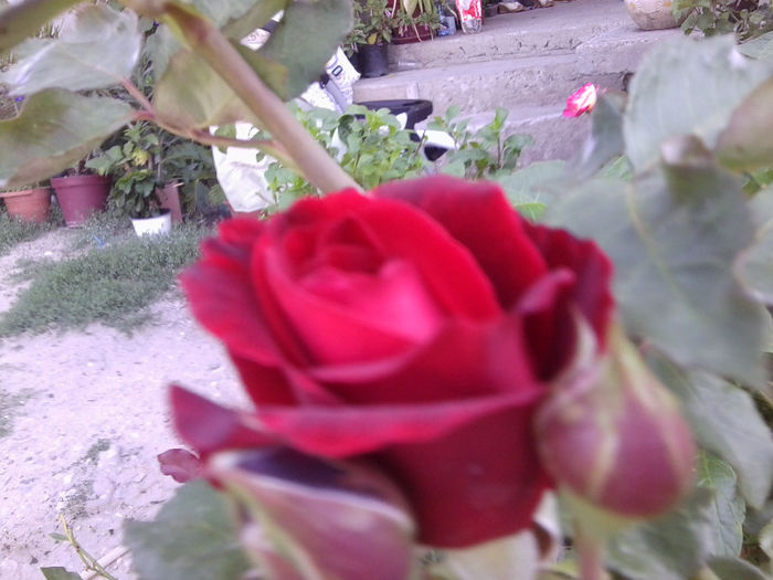 Fotografie4529 - roze 2013