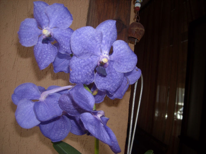 DSCN4173 - Vanda