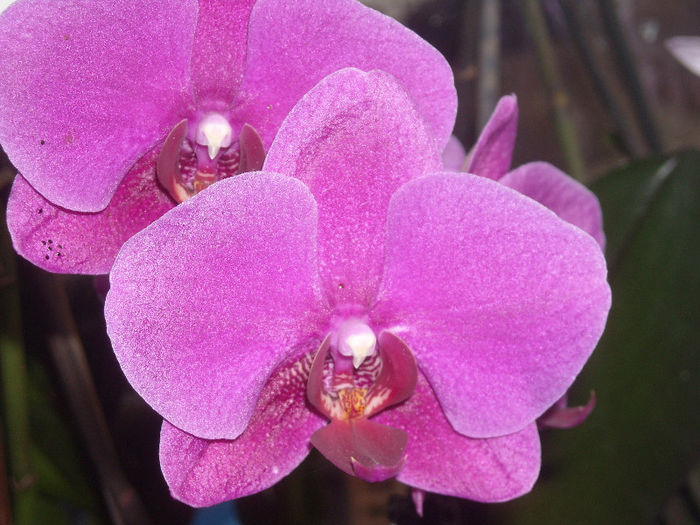 DSCN4149 - Phalaenopsis1