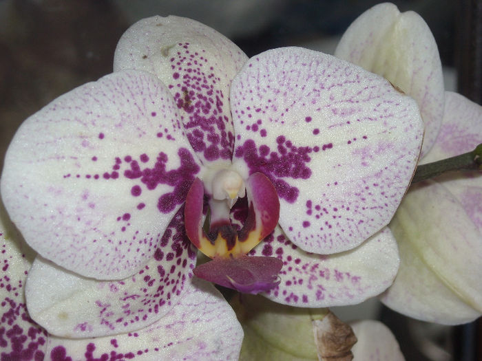 Doritaenopsis Fata Morgana - Phalaenopsis1