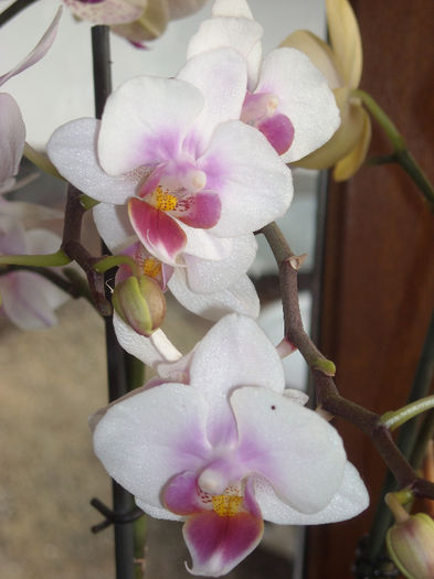 DSCN4153 - Phalaenopsis1