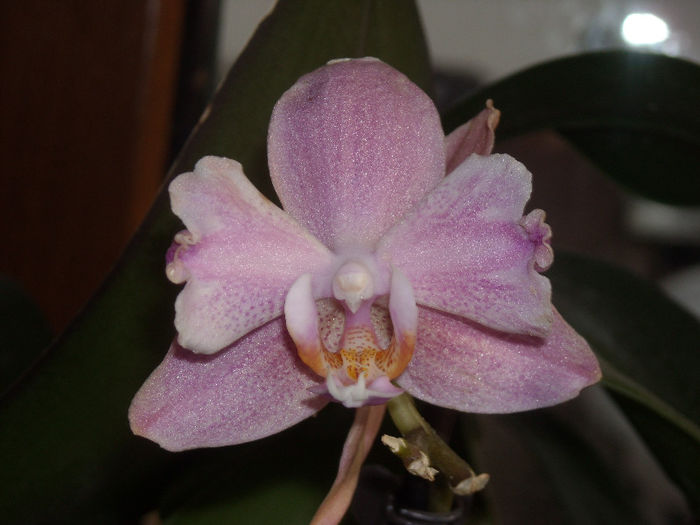 DSCN4156 - Phalaenopsis1