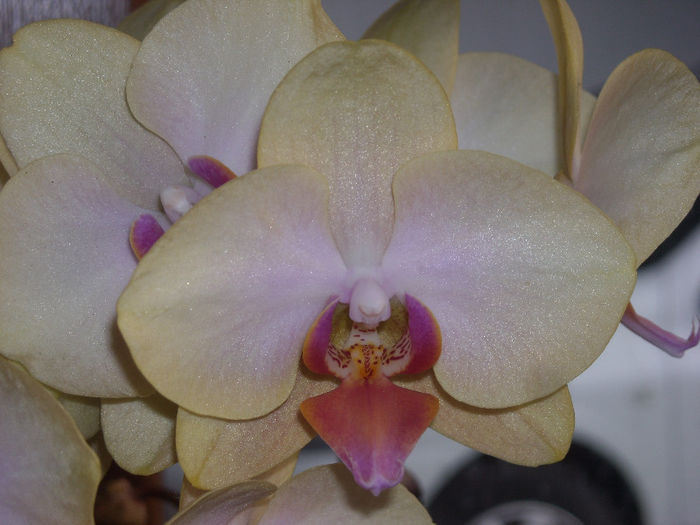 DSCN4157 - Phalaenopsis1