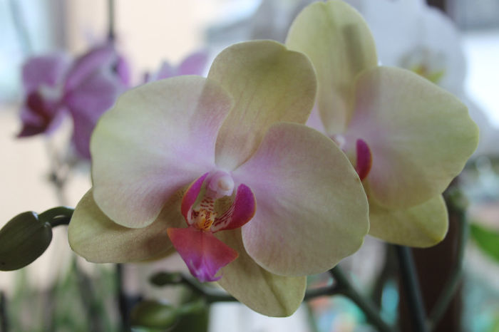 IMG_0496 - Phalaenopsis1