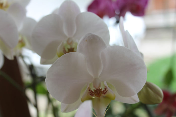 IMG_0500 - Phalaenopsis1