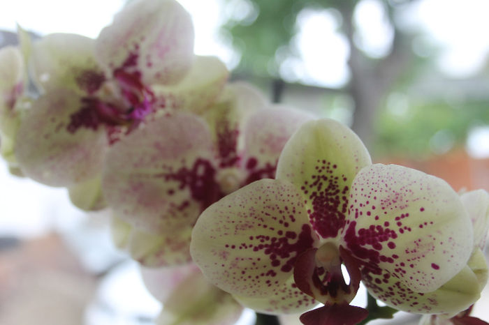 Doritaenopsis Fata Morgana - Phalaenopsis1