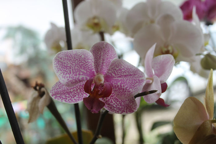 IMG_0505 - Phalaenopsis1