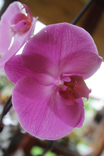 IMG_0506 - Phalaenopsis1