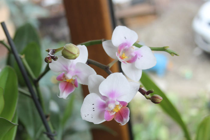 IMG_0512 - Phalaenopsis1