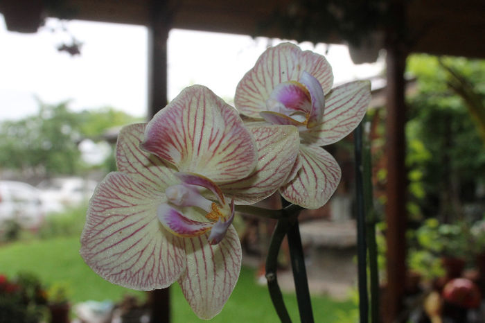 IMG_0516 - Phalaenopsis1